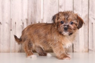 Medium Shorkie Tzu