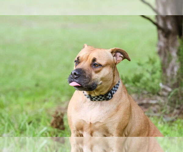 Medium Photo #4 Mutt Puppy For Sale in  Gainesville, FL, USA