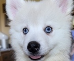 Puppy Puppy 1 Pomsky
