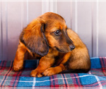 Small #6 Dachshund