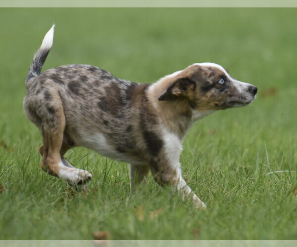 Medium Photo #11 Mutt Puppy For Sale in Mechanicsburg, PA, USA