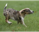 Small #10 Mutt