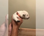 Small #54 Labrador Retriever