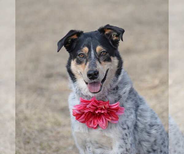 Medium Photo #1 Mutt Puppy For Sale in Gretna, NE, USA