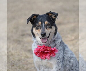 Mutt Dogs for adoption in Gretna, NE, USA