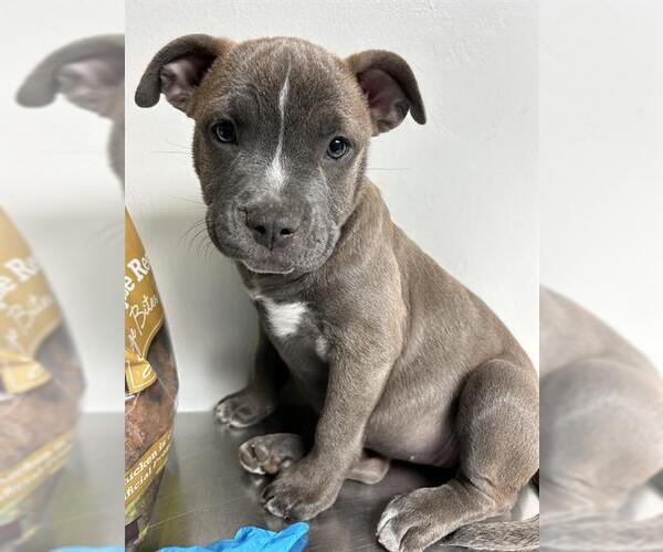 Medium Photo #1 American Pit Bull Terrier-Unknown Mix Puppy For Sale in Bakersfield, CA, USA