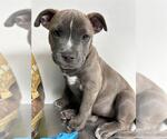 Small American Pit Bull Terrier Mix