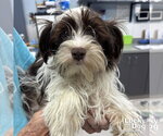 Small #1 Shih Tzu Mix