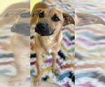 Small Black Mouth Cur-German Shepherd Dog Mix
