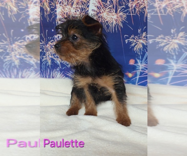 Medium Photo #3 Yorkshire Terrier Puppy For Sale in AZLE, TX, USA