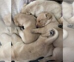 Small #3 Labrador Retriever