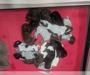 German Shorthaired Pointer Puppy for sale in DEMING, WA, USA