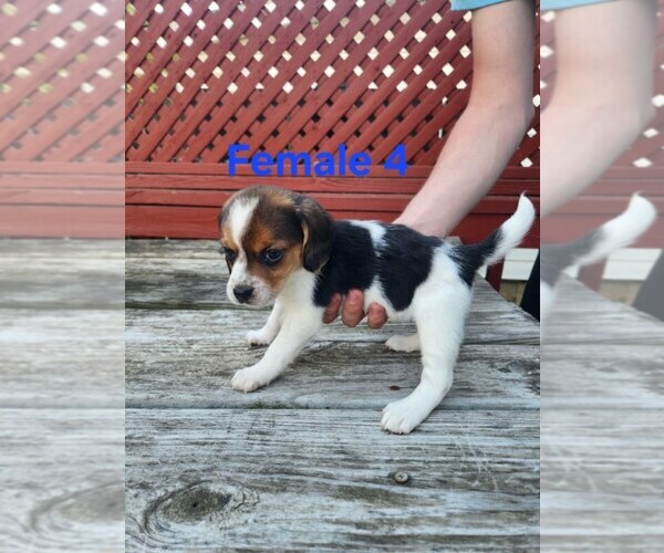 Medium Photo #1 Beagle Puppy For Sale in ATHENS, PA, USA