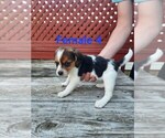 Small Beagle