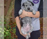 Small #3 Australian Shepherd Mix