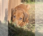 Small Photo #55 Rhodesian Ridgeback Puppy For Sale in KELLER, TX, USA