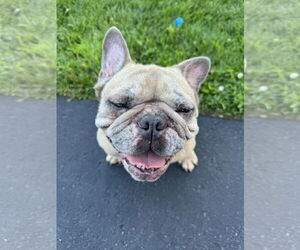 French Bulldog-Unknown Mix Dogs for adoption in Farmington, MN, USA