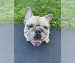 Small French Bulldog Mix