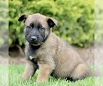 Small Photo #3 Belgian Malinois Puppy For Sale in RONKS, PA, USA