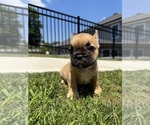 Small Photo #9 French Bulldog Puppy For Sale in SAYREVILLE, NJ, USA
