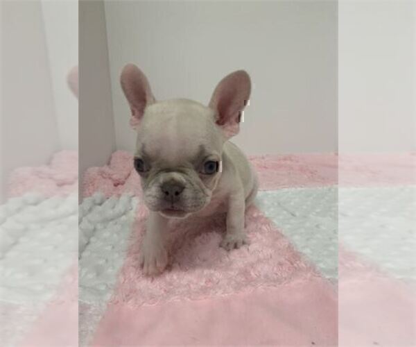 Medium Photo #22 French Bulldog Puppy For Sale in MIAMI, FL, USA