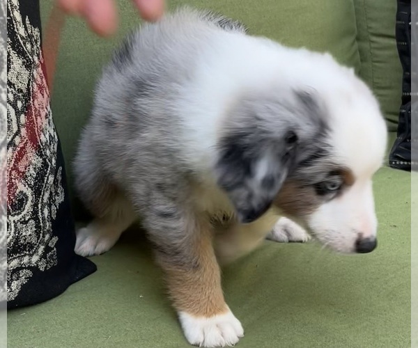 Medium Photo #14 Miniature Australian Shepherd Puppy For Sale in LA CANADA FLINTRIDGE, CA, USA