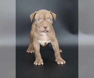 American Bully Puppy for sale in CHAMPAIGN, IL, USA