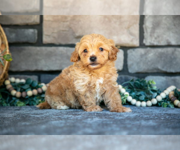 Medium Photo #15 Poovanese Puppy For Sale in SUGARCREEK, OH, USA
