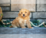 Small #3 Poovanese