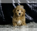 Small Photo #21 Goldendoodle (Miniature) Puppy For Sale in WARSAW, IN, USA