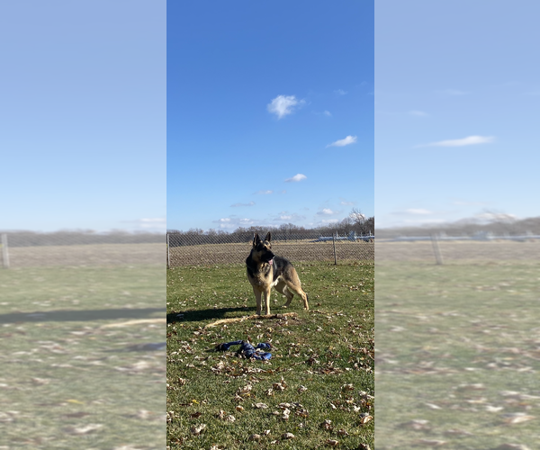 Medium Photo #3 German Shepherd Dog Puppy For Sale in SPRINGFIELD, IL, USA