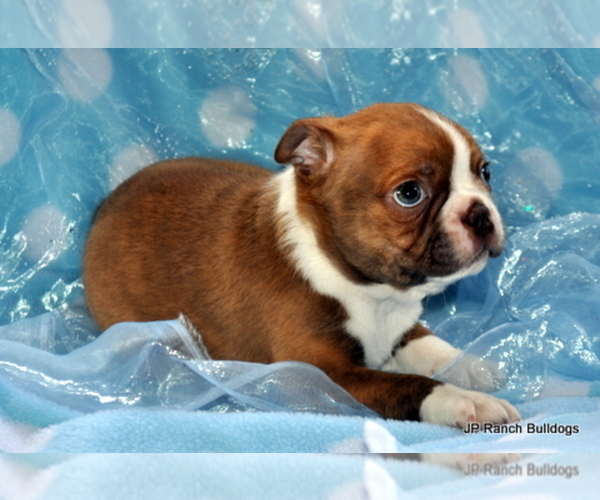 Medium Photo #3 Boston Terrier Puppy For Sale in ROYSE CITY, TX, USA