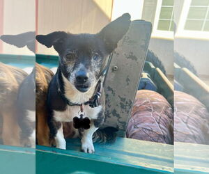 Chihuahua Dogs for adoption in Visalia, CA, USA