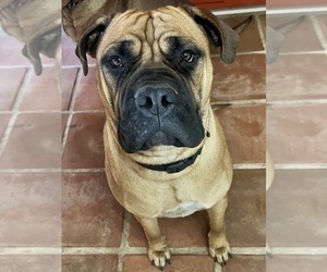 Mother of the Bullmastiff puppies born on 01/06/2026