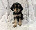 Small Golden Retriever