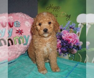 Goldendoodle-Poodle (Miniature) Mix Puppy for sale in FORT PLAIN, NY, USA