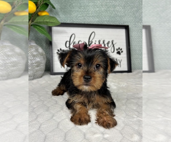 Medium Photo #2 Yorkshire Terrier Puppy For Sale in FRANKLIN, IN, USA
