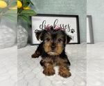 Small #1 Yorkshire Terrier