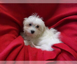 Medium Maltese