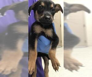 Doberman Pinscher Dogs for adoption in Conroe, TX, USA
