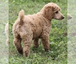 Small Photo #8 Poodle (Standard) Puppy For Sale in GARWOOD, TX, USA