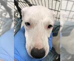 Small Bull Terrier Mix