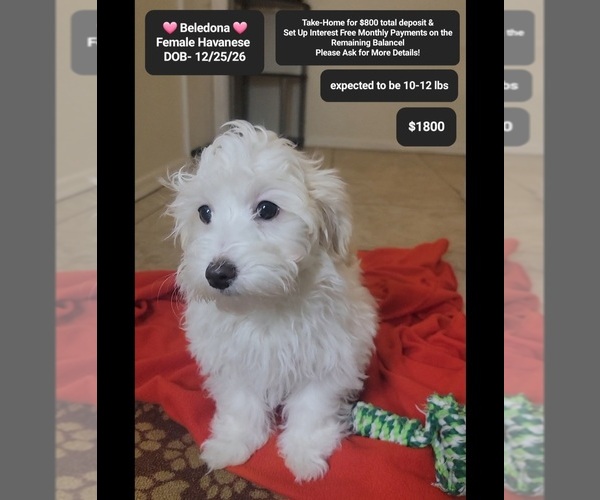 Medium Photo #1 Havanese Puppy For Sale in TUCSON, AZ, USA