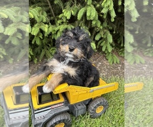 Bernedoodle Puppy for sale in MIDDLEBURY, IN, USA