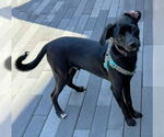 Small Chihuahua-Spaniel Mix