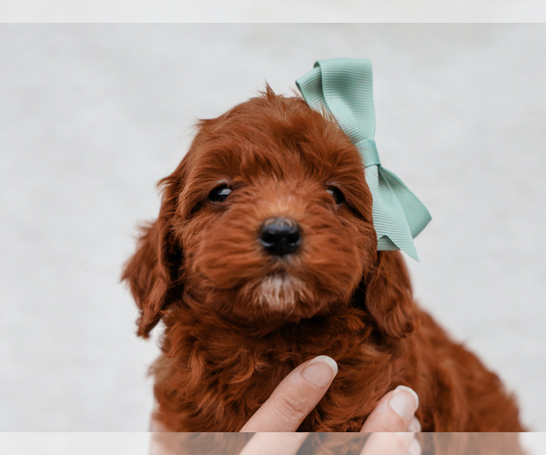Medium Photo #5 Cavapoo-Poodle (Toy) Mix Puppy For Sale in LIBERTY, KY, USA