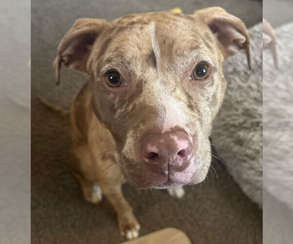 Medium Photo #3 Catahoula Leopard Dog-Unknown Mix Puppy For Sale in Clarkston, MI, USA