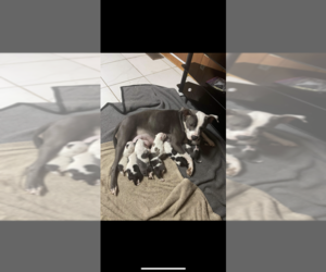 American Bully-American Pit Bull Terrier Mix Puppy for sale in OSWEGO, NY, USA