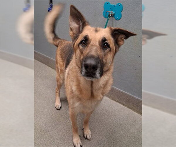Medium Photo #1 German Shepherd Dog-Unknown Mix Puppy For Sale in Las Vegas, NV, USA