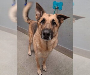 German Shepherd Dog-Unknown Mix Dogs for adoption in Las Vegas, NV, USA